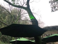 -十八棵（老龙井）御茶园(老龙井店)