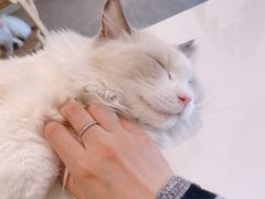 -飞行喵MR PILOT|猫舍·猫咖(静安大融城店)