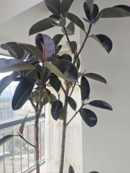 -HEYAN荷妍专业脱毛连锁机构