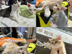 -中粮·祥云小镇
