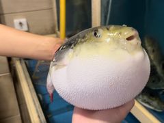 -天正河鲀·河豚亭(大连店)