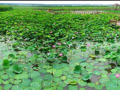 -大湾区中央湿地公园