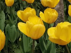 -西湖外事游船(花港观鱼码头)