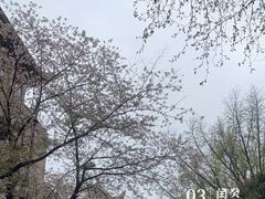 -武汉大学-樱园