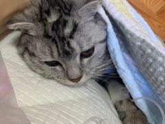 -瑞派宠物医院·24小时骨科·心脏·核磁(哈尔滨南岗店)