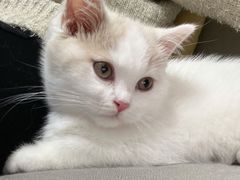 -欣宠猫屋·矮脚拿破仑·蓝金金渐层