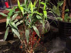 -红蜡烛-养生粥-津鲁菜(中山路店)