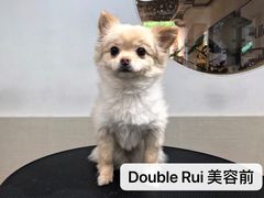 -Double Rui宠物酒店