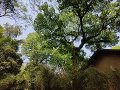 -法云安缦酒店