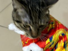 -宠颐生汉谟拉比宠物医院