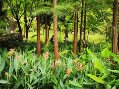 -重庆彩云湖湿地公园