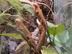 -上海大自然野生昆虫馆(东方明珠·爬宠昆虫探索中心)