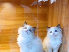 -猫十亿·布偶金渐层·曼基康矮脚猫舍(青年路店)