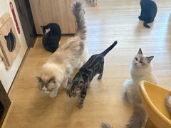-有喵·猫咖·狗咖·30几只猫10只小狗(岗厦店)