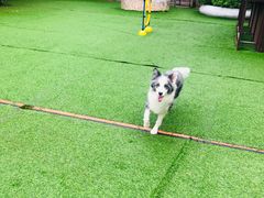 -汪说喵讲宠物乐园宠物酒店(红星美凯龙店)