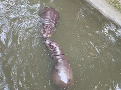 -清迈夜间动物园