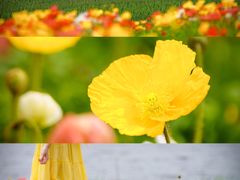 -径山花海