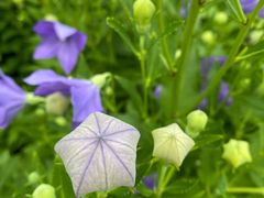 -黑龙江省森林植物园