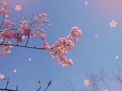 -顾村公园