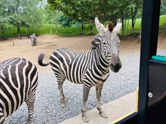-北京野生动物园