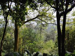 -南山植物园