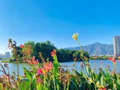 -飞来湖湿地公园