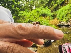 -三门江国家森林公园