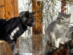 -喵屿·大理花园猫咖