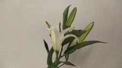 -梵茜儿·头道汤养生馆