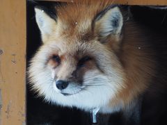 -宫城藏王狐狸村