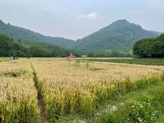 -八卦田遗址公园