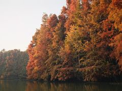 -上海海湾国家森林公园