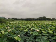 -荷塘月色湿地公园·向阳花洲