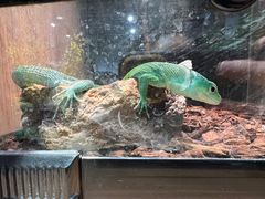 -酷以爬仙阁实体爬宠店·守宫·蜥蜴·专业繁育