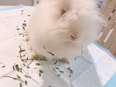 -RU DUCK柯尔鸭公社·撸鸭俱乐部·羊驼·小香猪