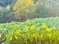 -贵阳市花溪国家城市湿地公园