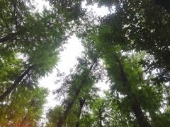 -荔湾湖公园