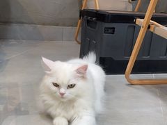 -Heymao猫咖.咖啡厅(东门店)