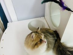 -十月米努特矮脚猫舍