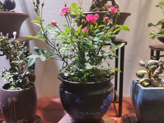-双季花艺园艺市场(浦东店)