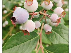 -金谷域澳洲庄园