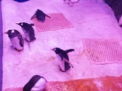 -暹罗海洋世界