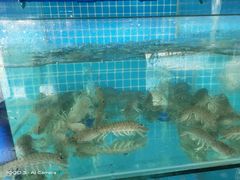 -琼大师东方烤乳猪(亚特兰蒂斯店)