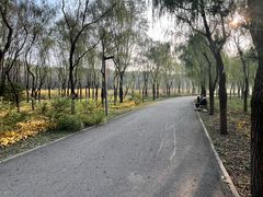-东郊湿地公园