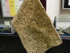 -游龙石文化科普馆