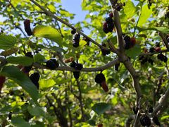 -南京小时候桑葚采摘园