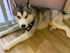 -Husky Go! 哈士奇体验馆·宠物咖啡厅狗咖