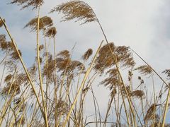 -野鸭湖国家湿地公园