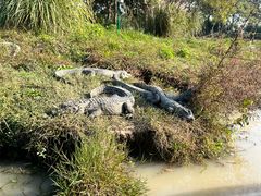 -中国扬子鳄村