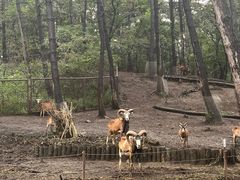 -沈阳森林动物园